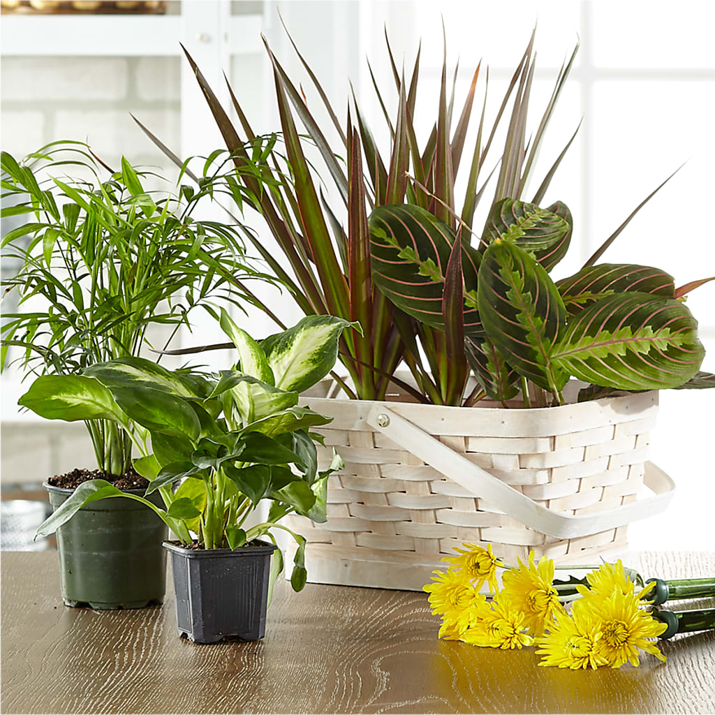 Florist Designed Blooming and Green Plants in a Basket – BROWN'S FLOWERS & GIFTS, Fircrest WA