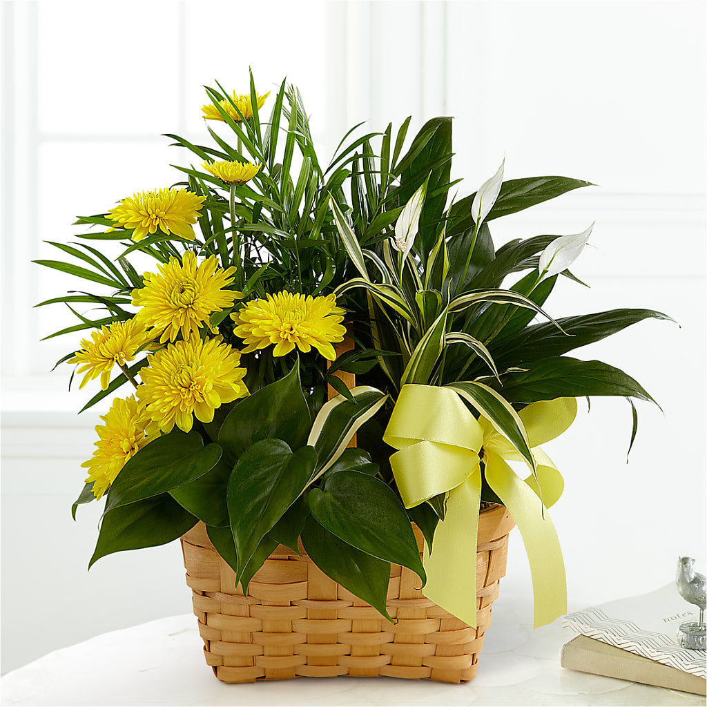 Loving Light Dishgarden – BROWN'S FLOWERS & GIFTS, Fircrest WA