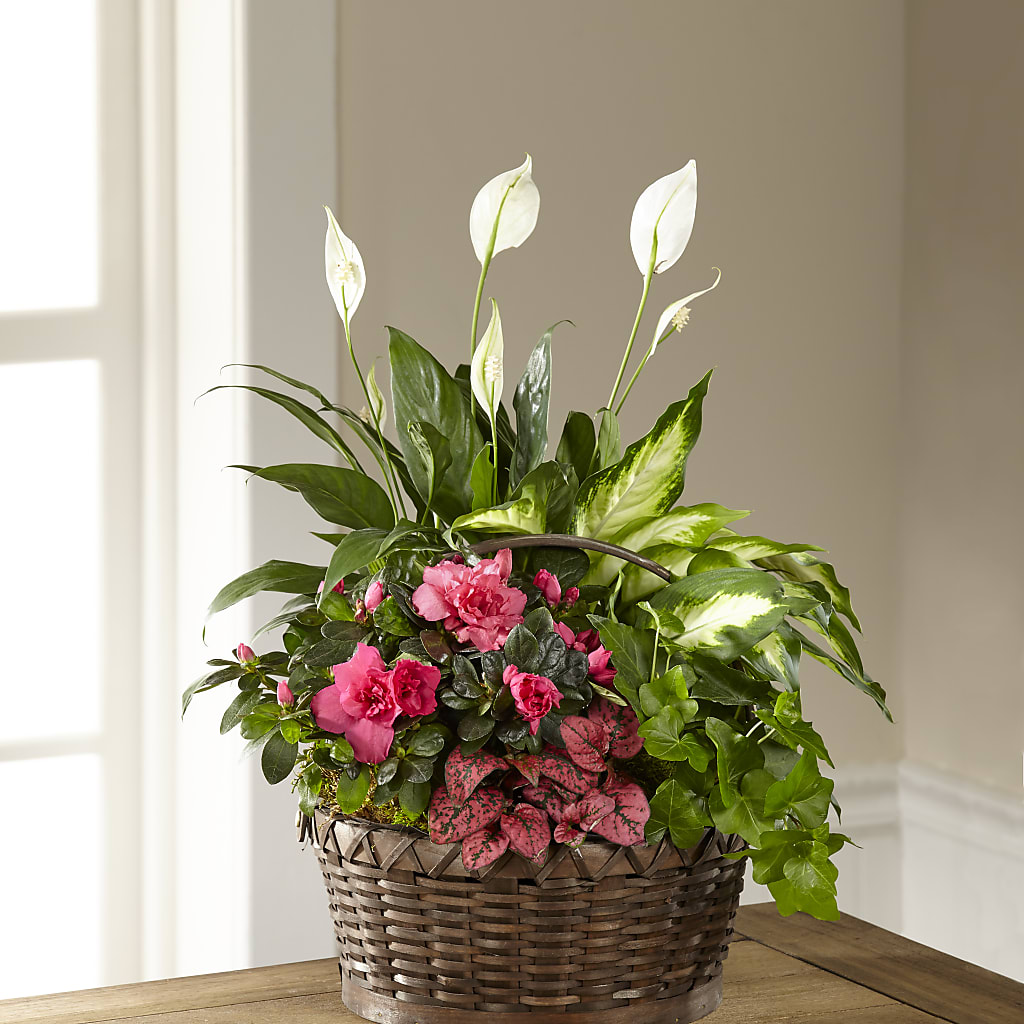 Dream in Pink Dishgarden – BROWN'S FLOWERS & GIFTS, Fircrest WA
