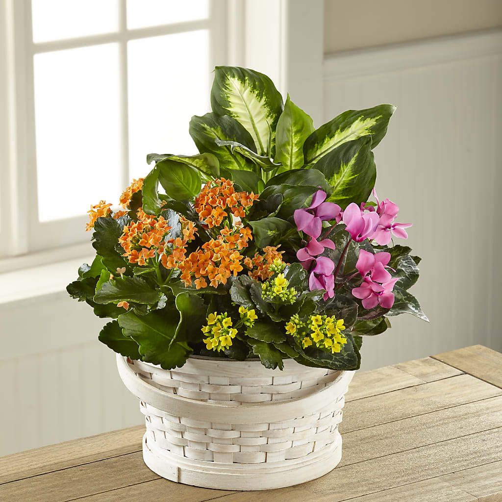 Color Crush Dishgarden – BROWN'S FLOWERS & GIFTS, Fircrest WA
