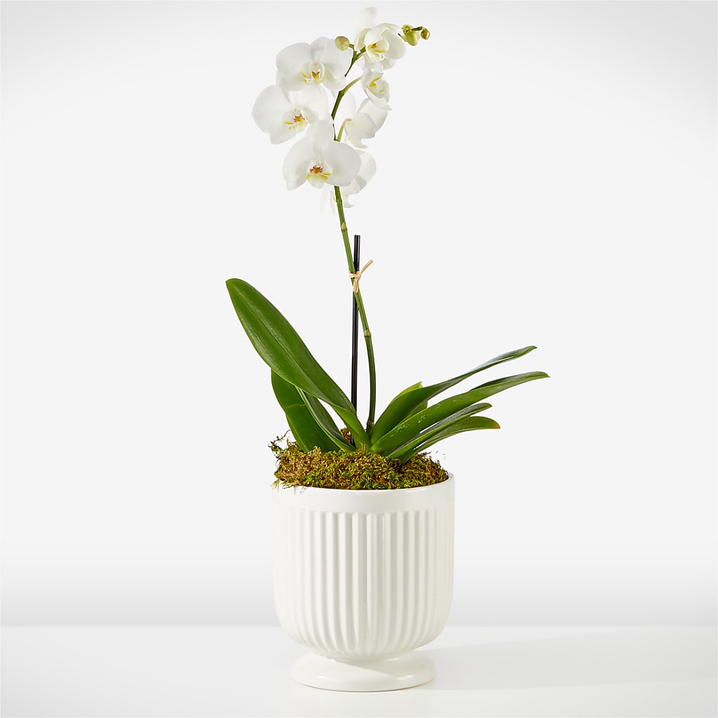 Whispering White Orchid – BROWN'S FLOWERS & GIFTS, Fircrest WA