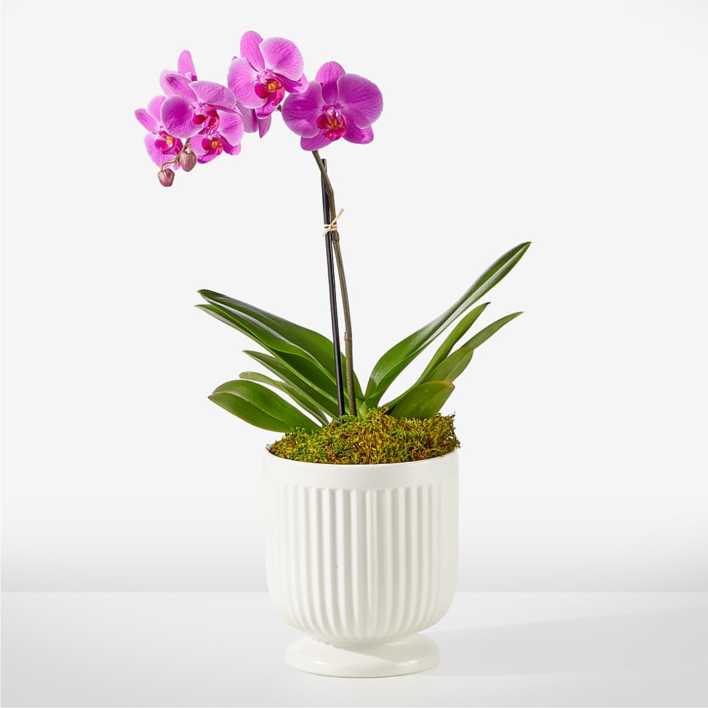 Friendly Fuchsia Orchid – BROWN'S FLOWERS & GIFTS, Fircrest WA