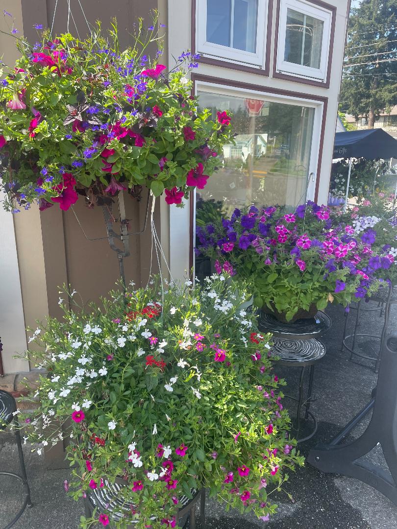 MIXED HANGING BASKET