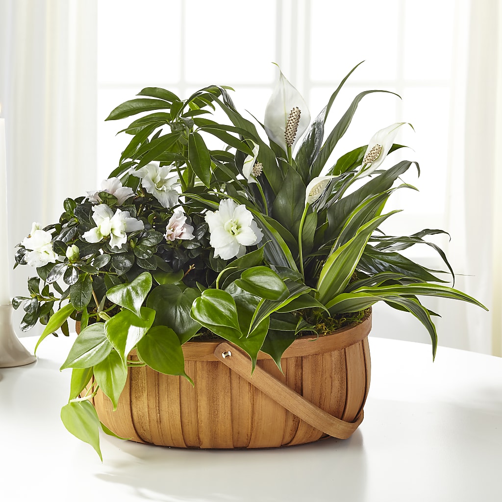 Serene Dishgarden – BROWN'S FLOWERS & GIFTS, Fircrest WA