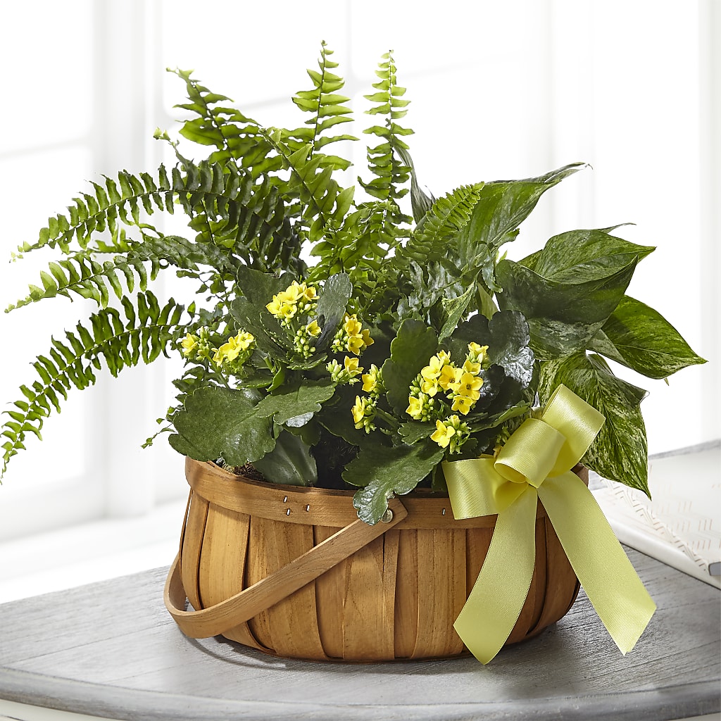 Always Dear Dishgarden – BROWN'S FLOWERS & GIFTS, Fircrest WA