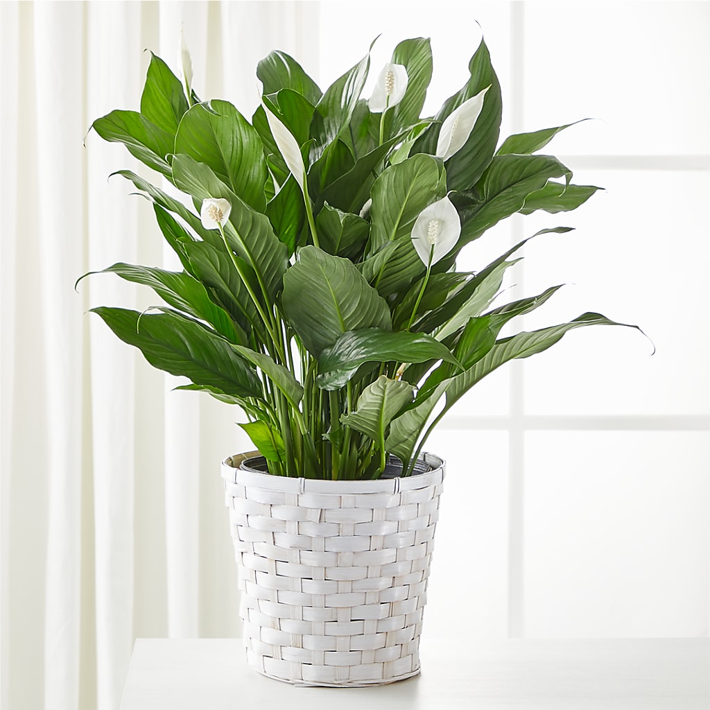A New Leaf Peace Lily – BROWN'S FLOWERS & GIFTS, Fircrest WA