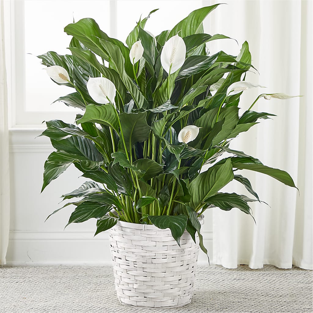 A New Leaf Peace Lily – BROWN'S FLOWERS & GIFTS, Fircrest WA