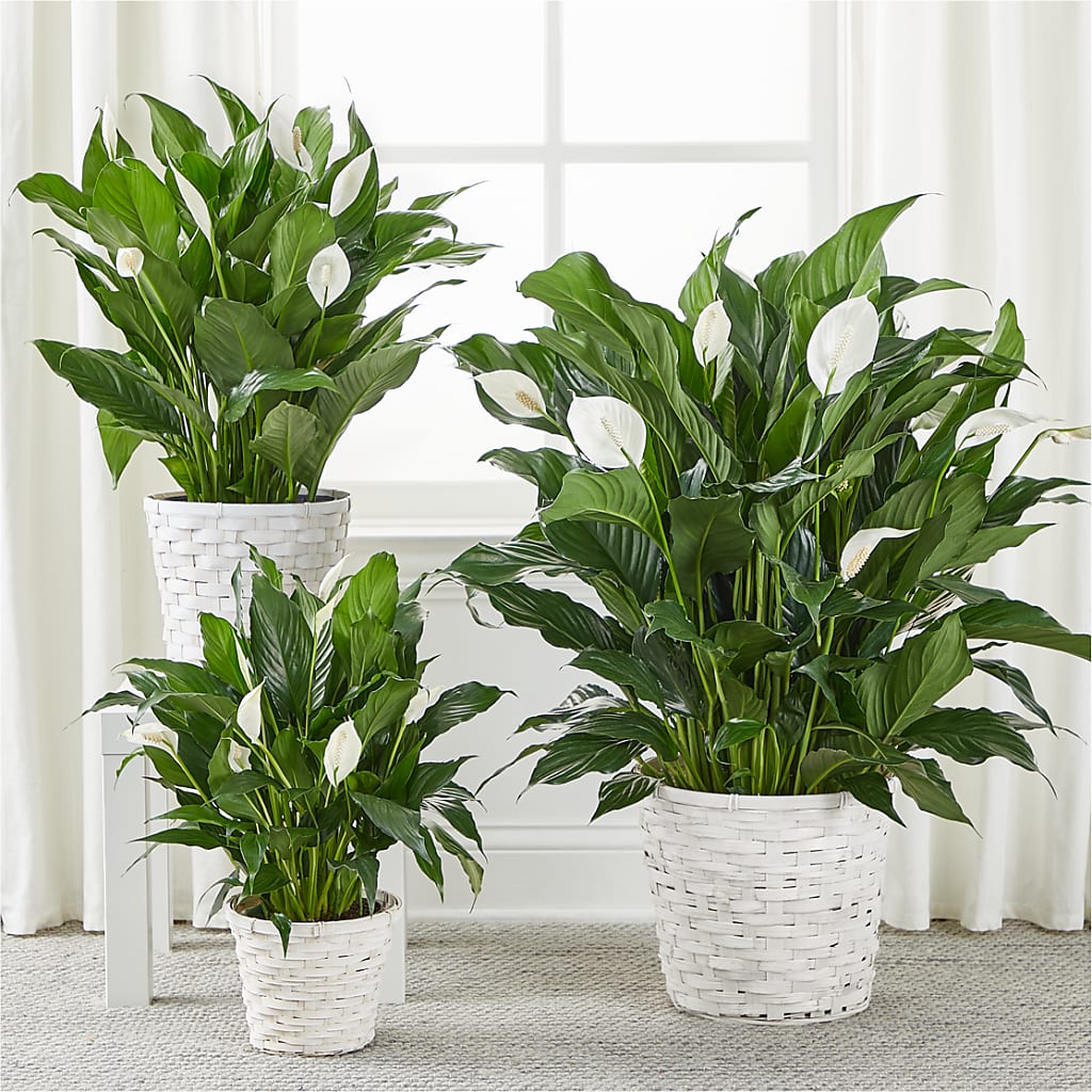 A New Leaf Peace Lily – BROWN'S FLOWERS & GIFTS, Fircrest WA