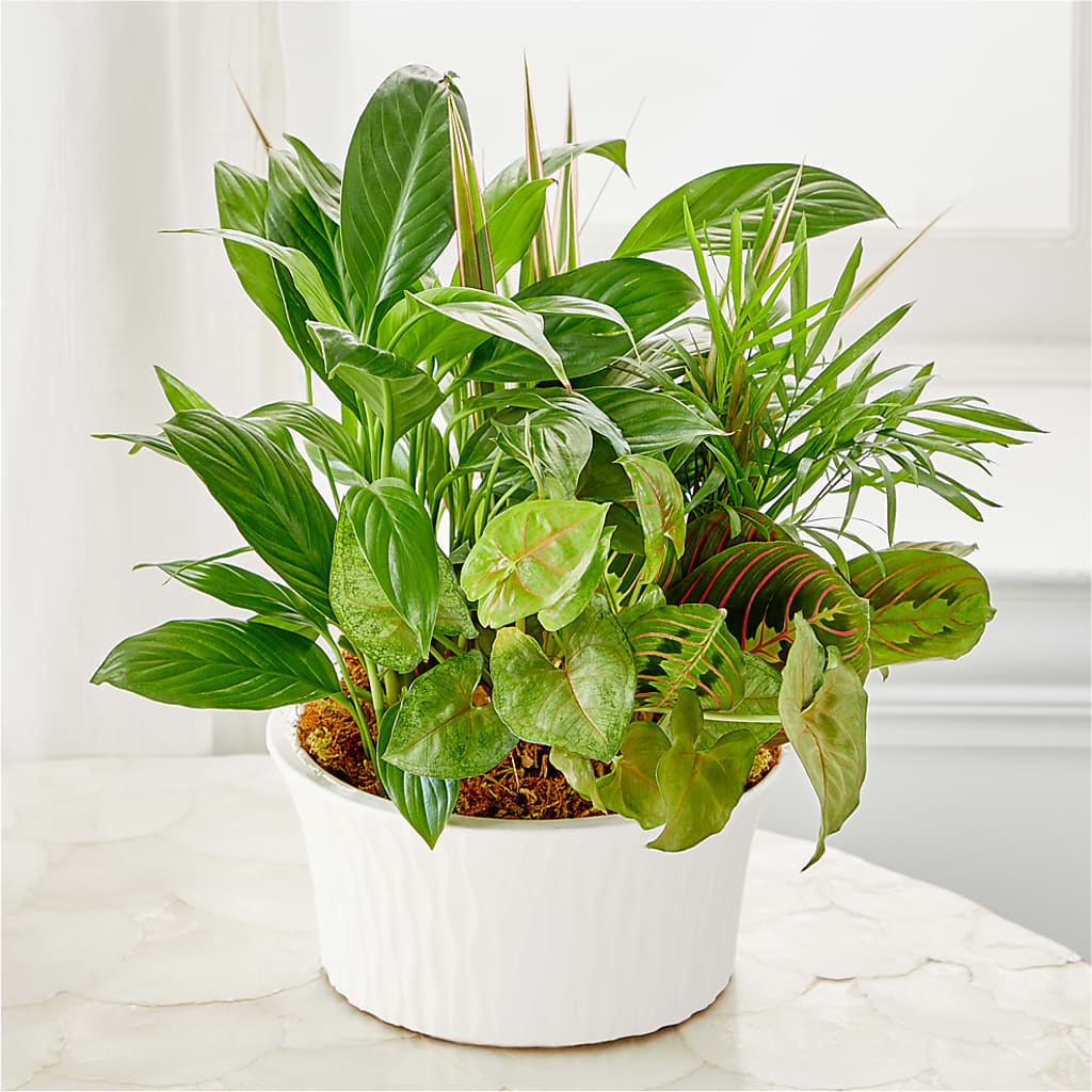 Balance & Harmony Dishgarden – BROWN'S FLOWERS & GIFTS, Fircrest WA