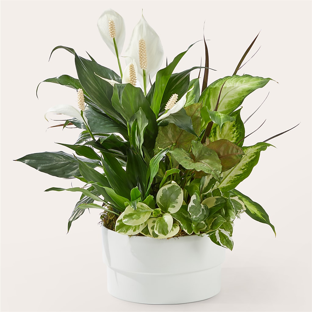 Radiating Positivity Dishgarden – BROWN'S FLOWERS & GIFTS, Fircrest WA