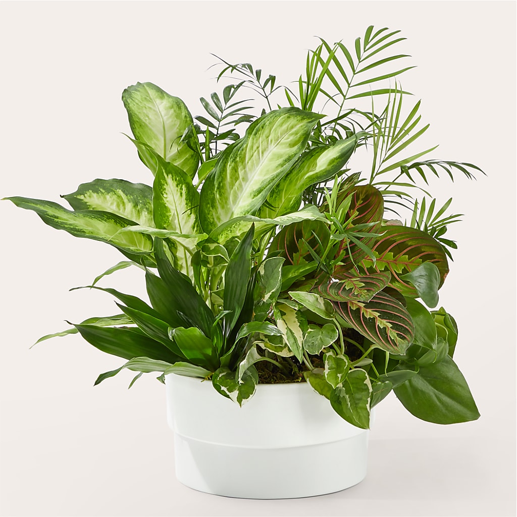 Radiating Positivity Dishgarden – BROWN'S FLOWERS & GIFTS, Fircrest WA