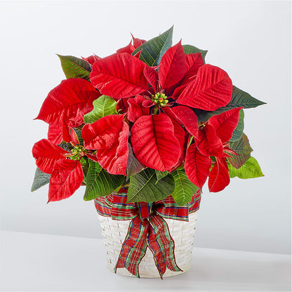 Happiest Holidays Poinsettia – BROWN'S FLOWERS & GIFTS, Fircrest WA