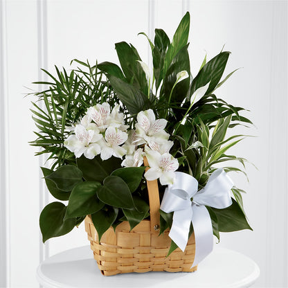 Peace & Serenity Dishgarden – BROWN'S FLOWERS & GIFTS, Fircrest WA