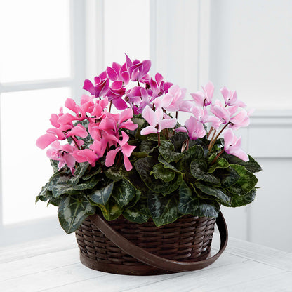 Mixed Cyclamen Planter – BROWN'S FLOWERS & GIFTS, Fircrest WA