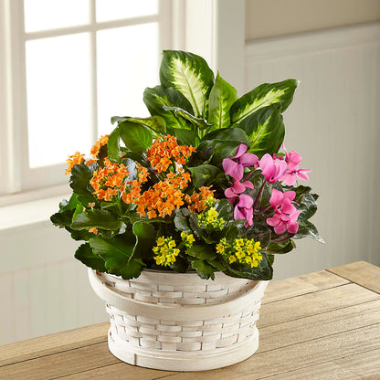 Color Crush Dishgarden – BROWN'S FLOWERS & GIFTS, Fircrest WA