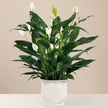 Comfort Planter – BROWN'S FLOWERS & GIFTS, Fircrest WA