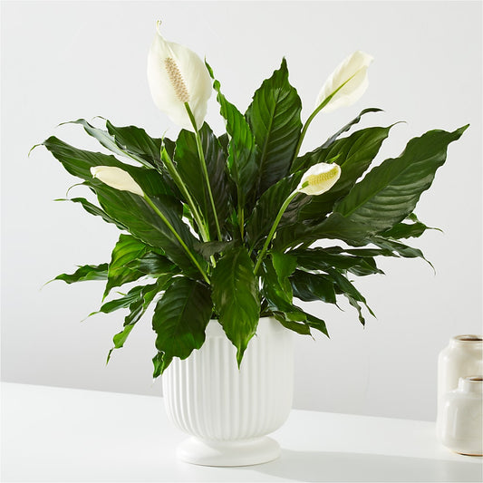 Comfort Planter – BROWN'S FLOWERS & GIFTS, Fircrest WA