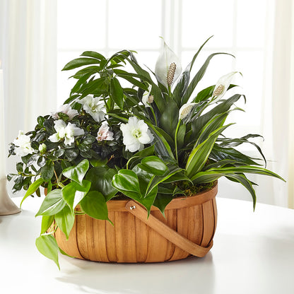 Serene Dishgarden – BROWN'S FLOWERS & GIFTS, Fircrest WA