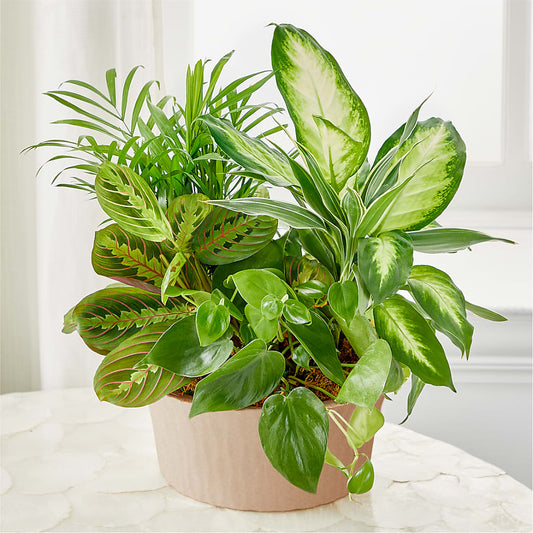 Balance & Harmony Dishgarden – BROWN'S FLOWERS & GIFTS, Fircrest WA