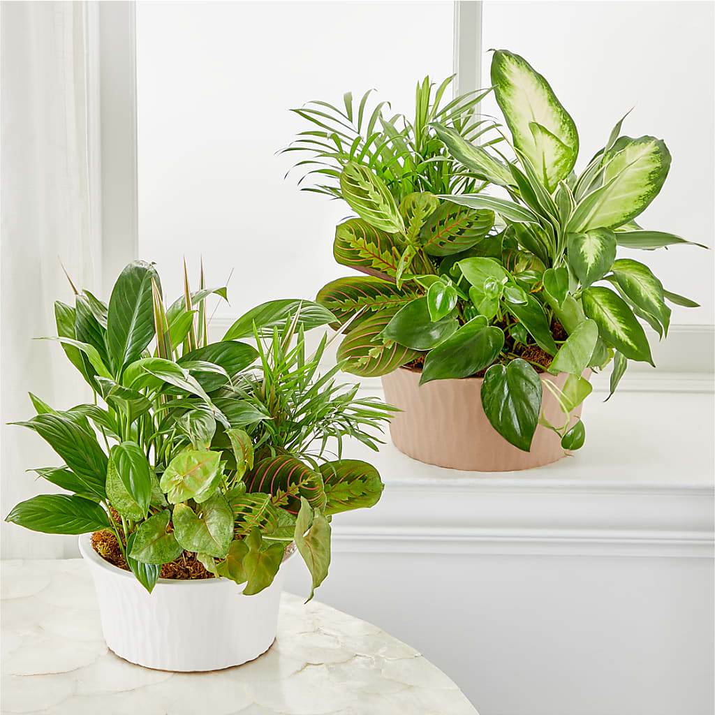 Balance & Harmony Dishgarden – BROWN'S FLOWERS & GIFTS, Fircrest WA