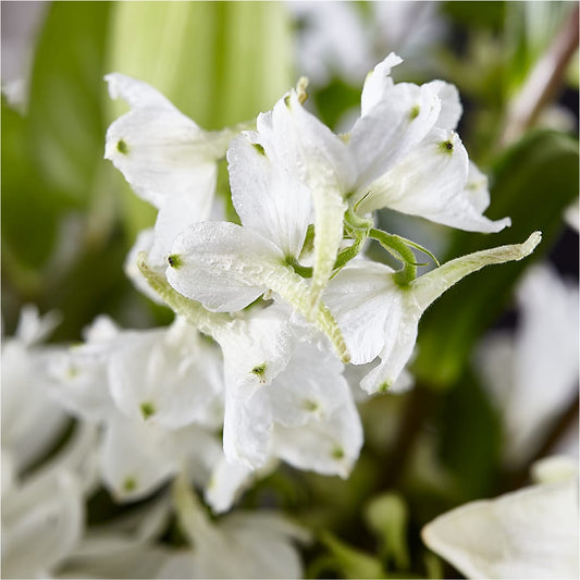 Classic Ivory – A Florist Original – BROWN'S FLOWERS & GIFTS, Fircrest WA